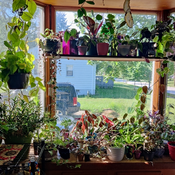 Propagation wall vase with mounting wall holder - Picture 5 of 9